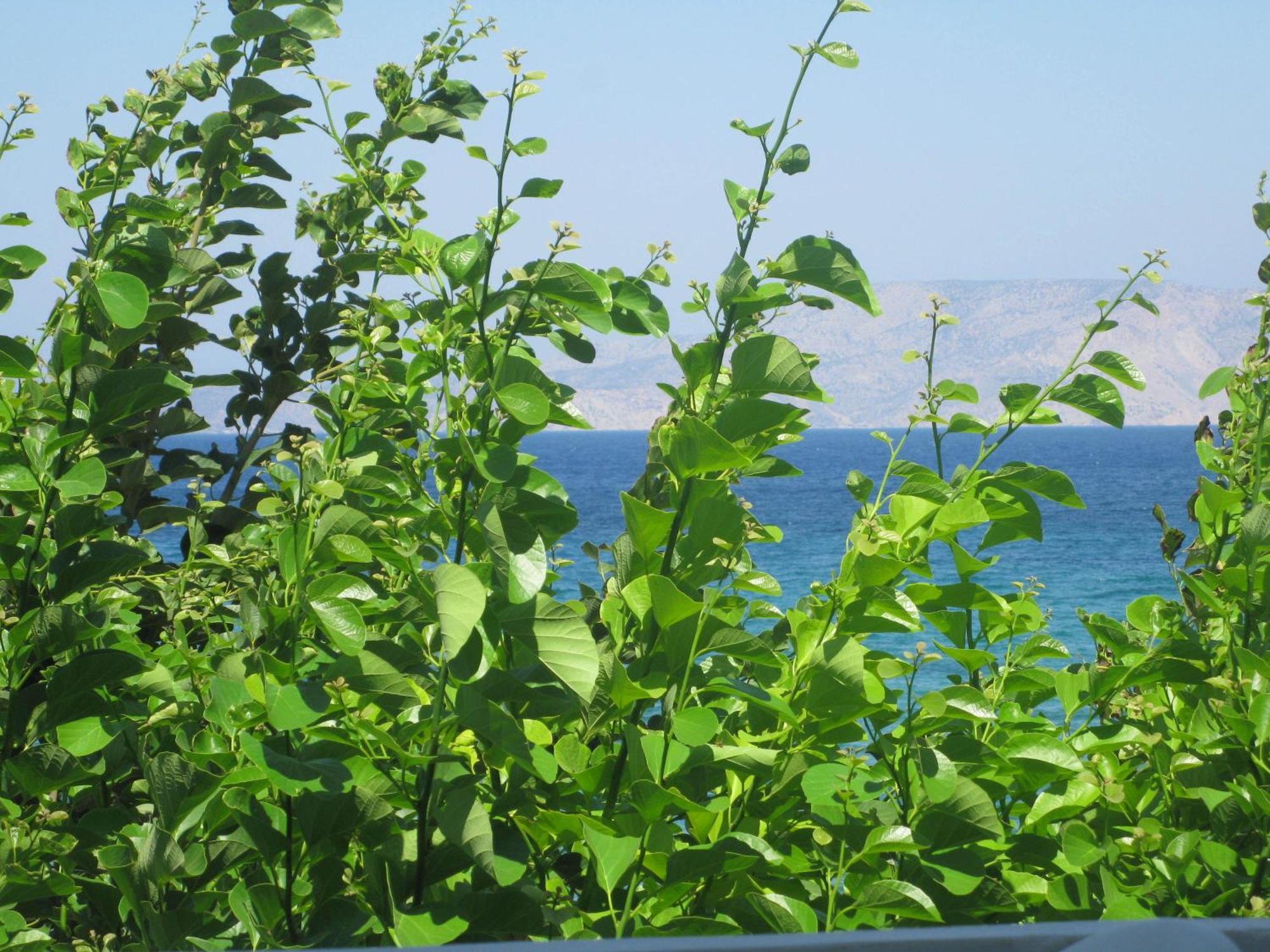 Psathi Beach Dış mekan fotoğraf